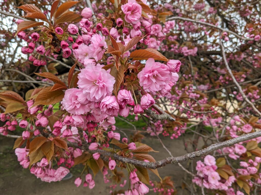 Cerisier du Japon