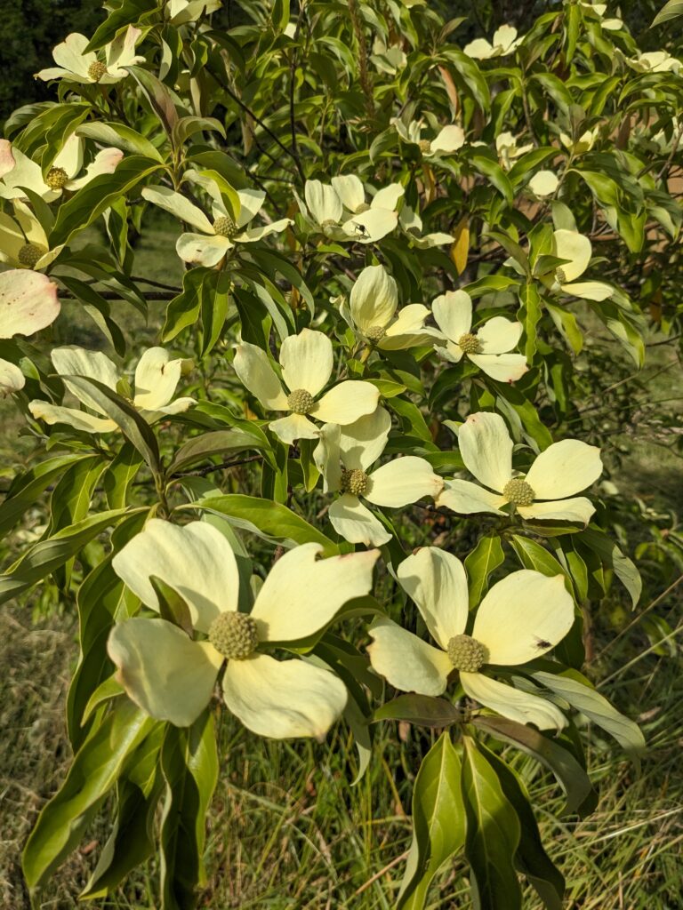 Cornouiller de l’Himalaya