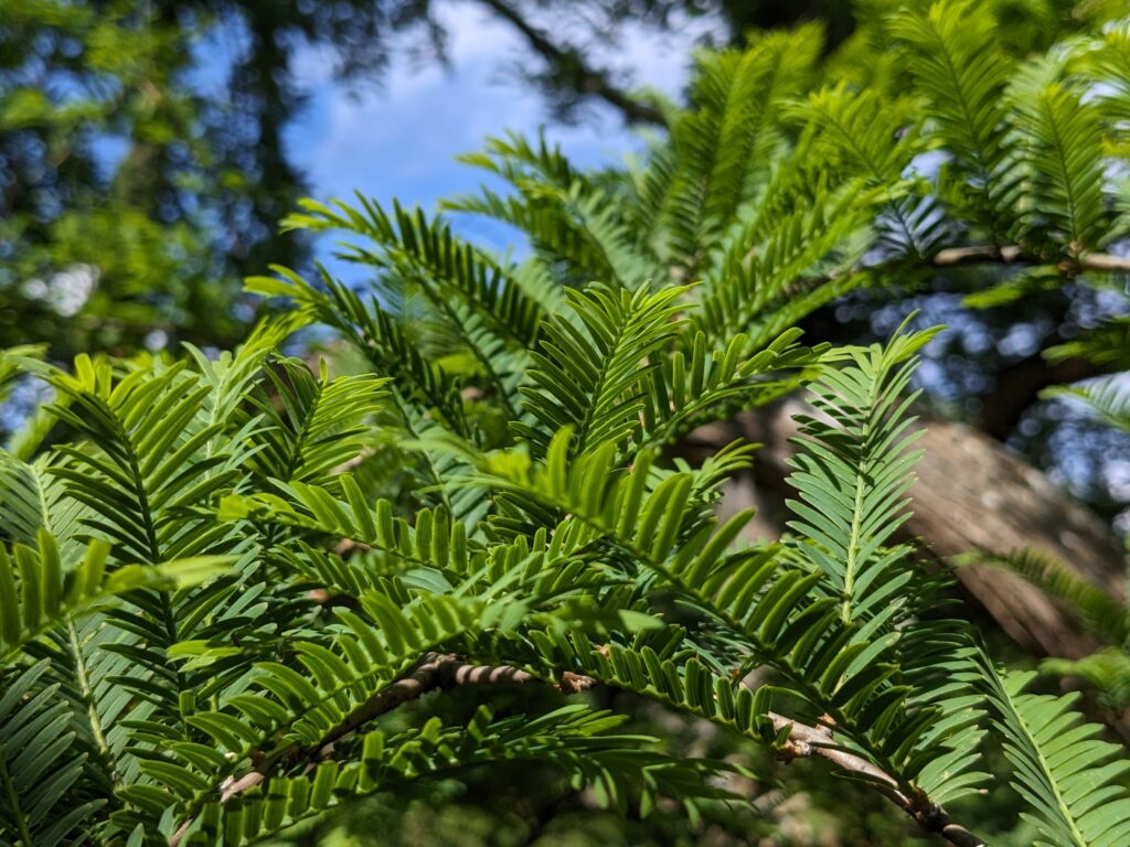 Sequoia