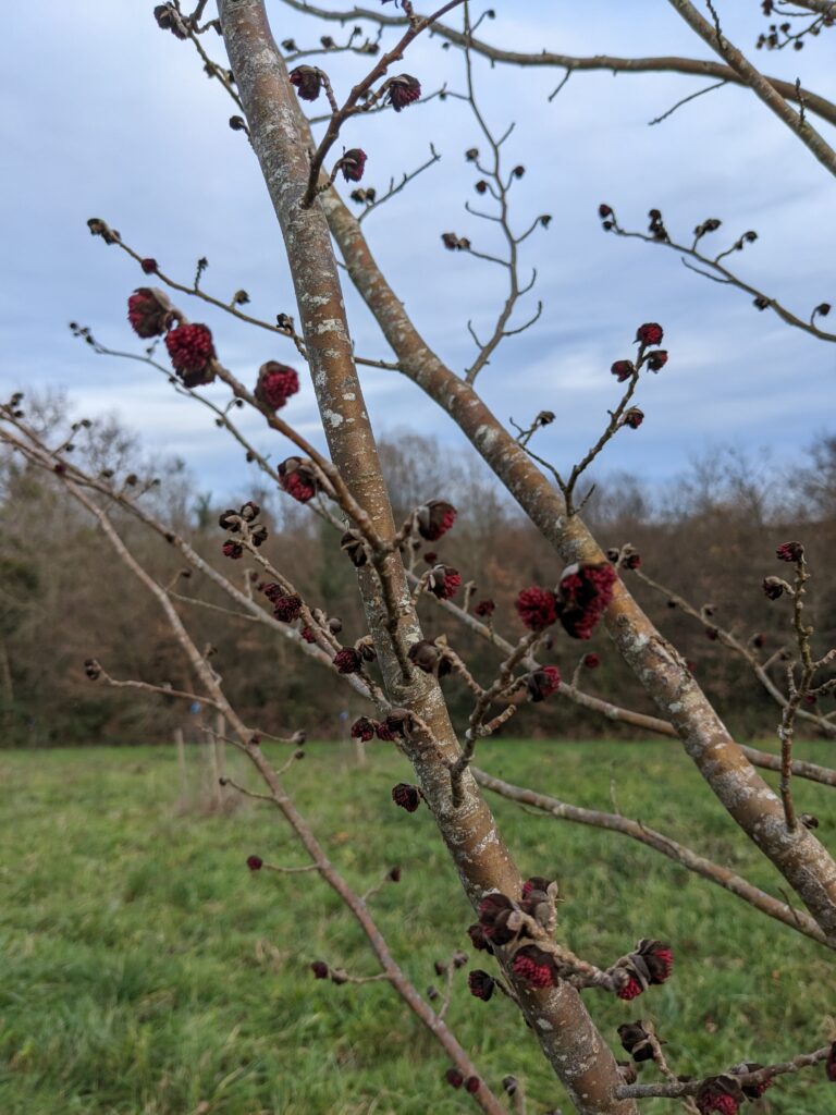 l'arbre de fer